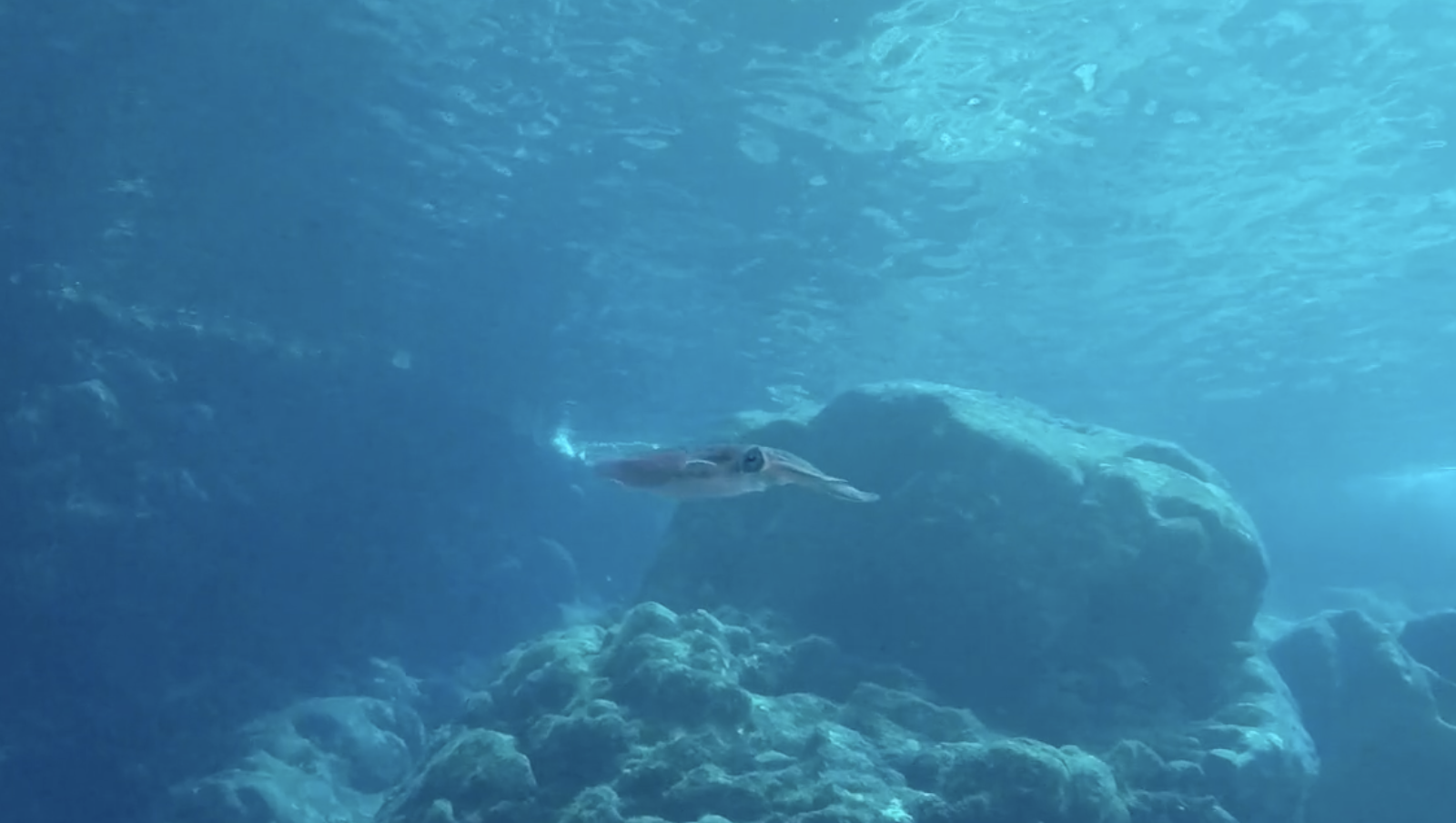 A squid gliding through clear blue water above a rocky seabed.
