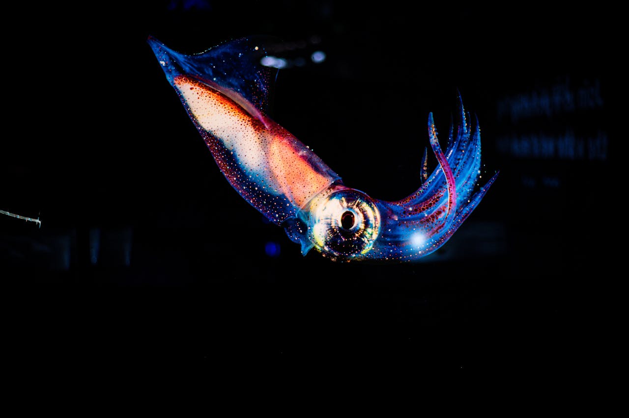 A squid's body, as semi-translucent, lit in blue and red tones.