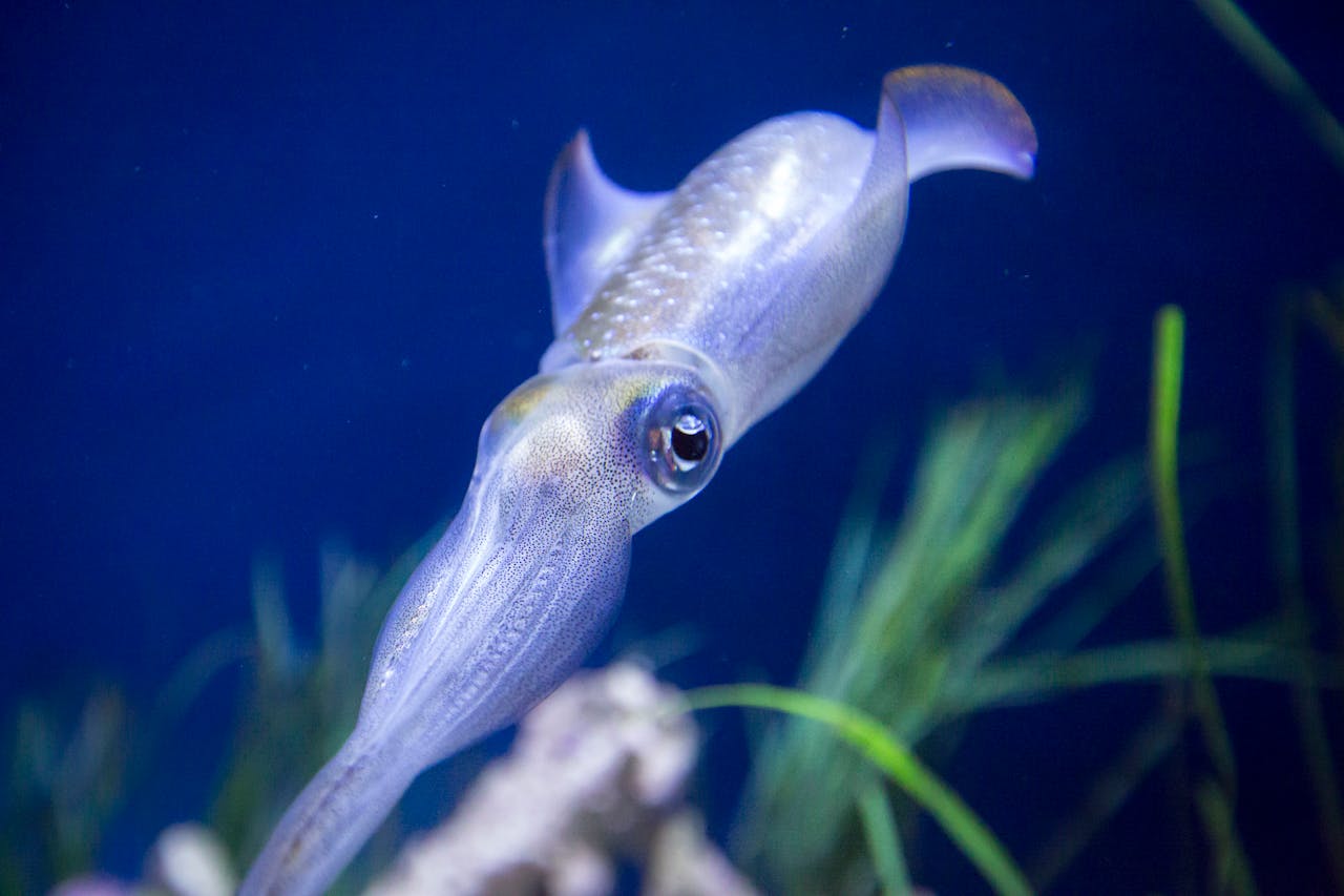 Squid swimming underwater in blue-green light